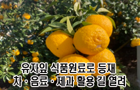 ‘유자잎 식품원료로 등재’ 차·음료·제과 활용 길 열려 