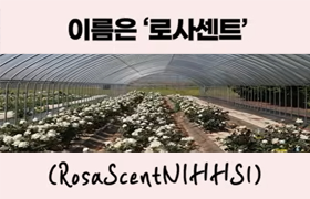 🇰🇷🌹 천연 향료 기대주, 국산 장미 \