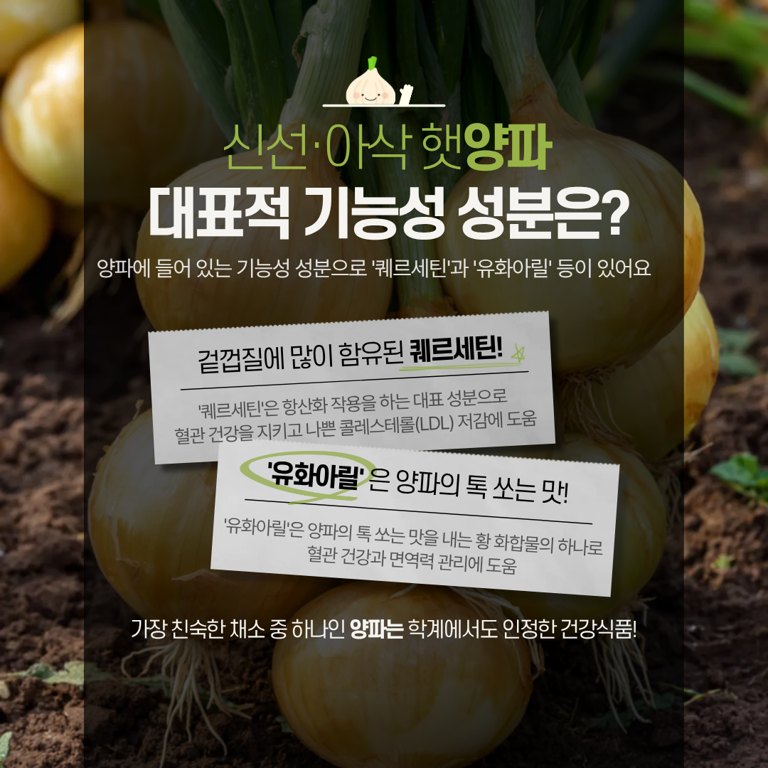 신선·아삭 햇양파 대표적 기능성 성분은? 양파에 들어있는 기능성 성분으로 '퀘르세틴'과 '유화아릴'등이 있어요 겉껍질에 많이 함유된 퀘르세틴! '퀘르세틴'은 항산화 작용을 하는 대표 성분으로 혈관 건강을 지키고 나쁜 콜레스테롤(LDL) 저감에 도움 '유화아릴'은 양파의 톡 쏘는 맛! '유화아릴'은 양파의 톡 쏘는 맛을 내는 황 화합물의 하나로 혈관 건강과 면역력 관리에 도움 가장 친숙한 채소 중 하나인 양파는 학계에서도 인정한 건강식품! 