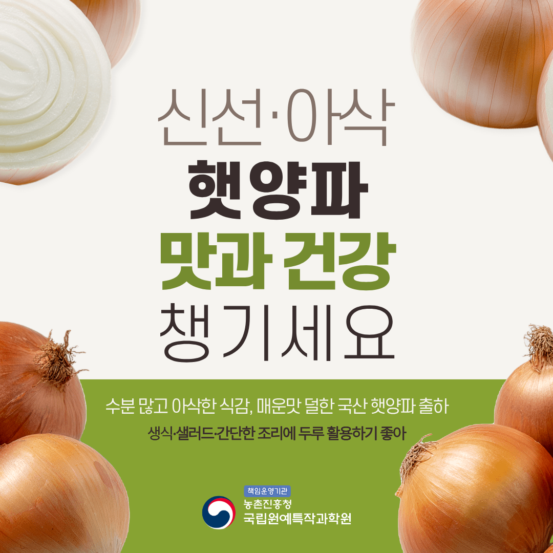 신선·아삭 햇양파 맛과 건강 챙기세요 수분 많고 아삭한 식감, 매운맛 덜한 국산 햇양파 출하 생식·샐러드·간단한 조리에 두루 활용하기 좋아