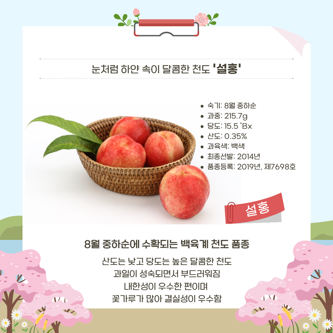  눈처럼 하얀 속이 달콤한 천도 '설홍' 숙기: 8월 중하순 과중: 215.7g 당도: 0.35% 과육색: 백색 최종선발: 2014년 품종등록:2019년, 제7698호 8월 중하순에 수확되는 백육계 천도 품종 산도는 낮고 당도는 높은 달콤한 천도 과일이 성숙되면서 부드러워짐 내한성이 우수한 편이며 꽃가루가 많아 결실성이 우수함 