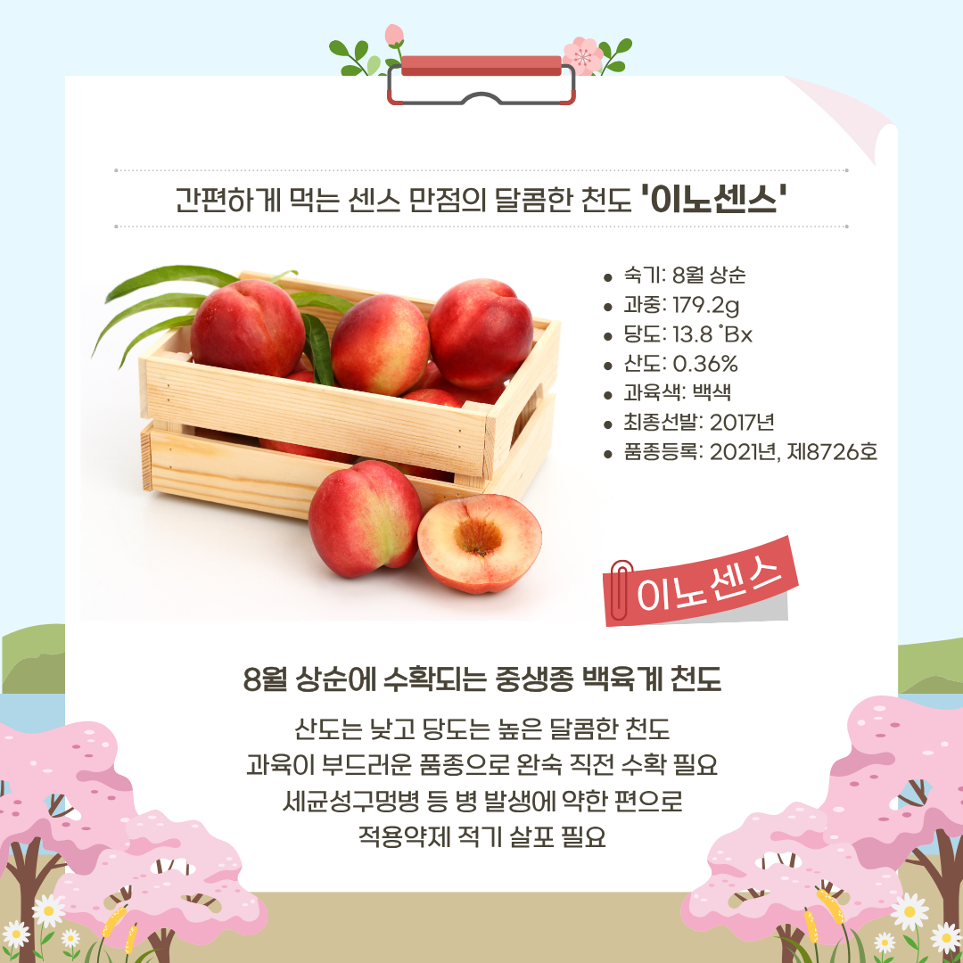 간편하게 먹는 센스 만점의 달콤한 천도 '이노센스' 숙기:8월 상순 과중:179.2g 당도: 13.8 브릭스 산도: 0.36% 과육색: 백색 최종선발: 2017년 품종등록: 2021년, 제9826호 8월 상순에 수확되는 중생종 백육계 천도 산도는 낮고 당도는 높은 달콤한 천도 과육이 부드러운 품종으로 완숙 직전 수확 필요 세균성구멍병 등 병 발생에 약한 편으로 적용약제 적기 살포 필요 