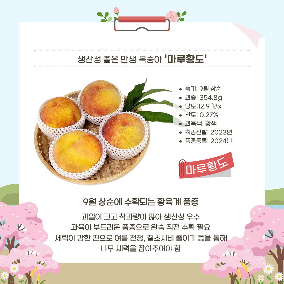 생산성 좋은 만생 복숭아 '마루황도' 숙기: 9월 상순 과중:354.8g  당도:12.9브릭스 산도:0.27% 과육색:황색 최종선발:2023년 품종등록:2024년 9월 상순에 수확되는 황육계 품종 과일이 크고 착과량이 많아 생산성 우수 과육이 부드러운 품종으로 완숙 직전 수확 필요 세력이 강한 편으로 여름 전정, 질소시비 줄이기 등을 통해 나무 세력을 잡아주어야 함 