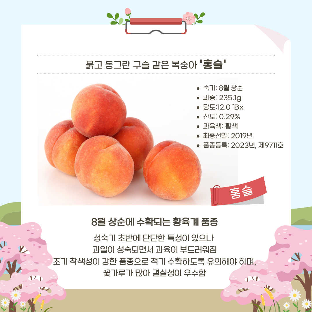 붉고 동그란 구슬 같은 복숭아'홍슬' 숙기: 8월상순 과중:235.1g 당도: 12.0브릭스  산도: 0.29% 과육색:황색 최종선발: 2019년 품종등록:2023년, 제9711호 8월 상순에 수확되는 황육계 품종 성숙기 초반에 단단한 특성이 있으나 과일이 성숙되면서 과육이 부드러워짐 조기 착생성이 강한 품종으로 적기 수확하도록 유의해야 하며, 꽃가루가 많아 결실성이 우수함 
