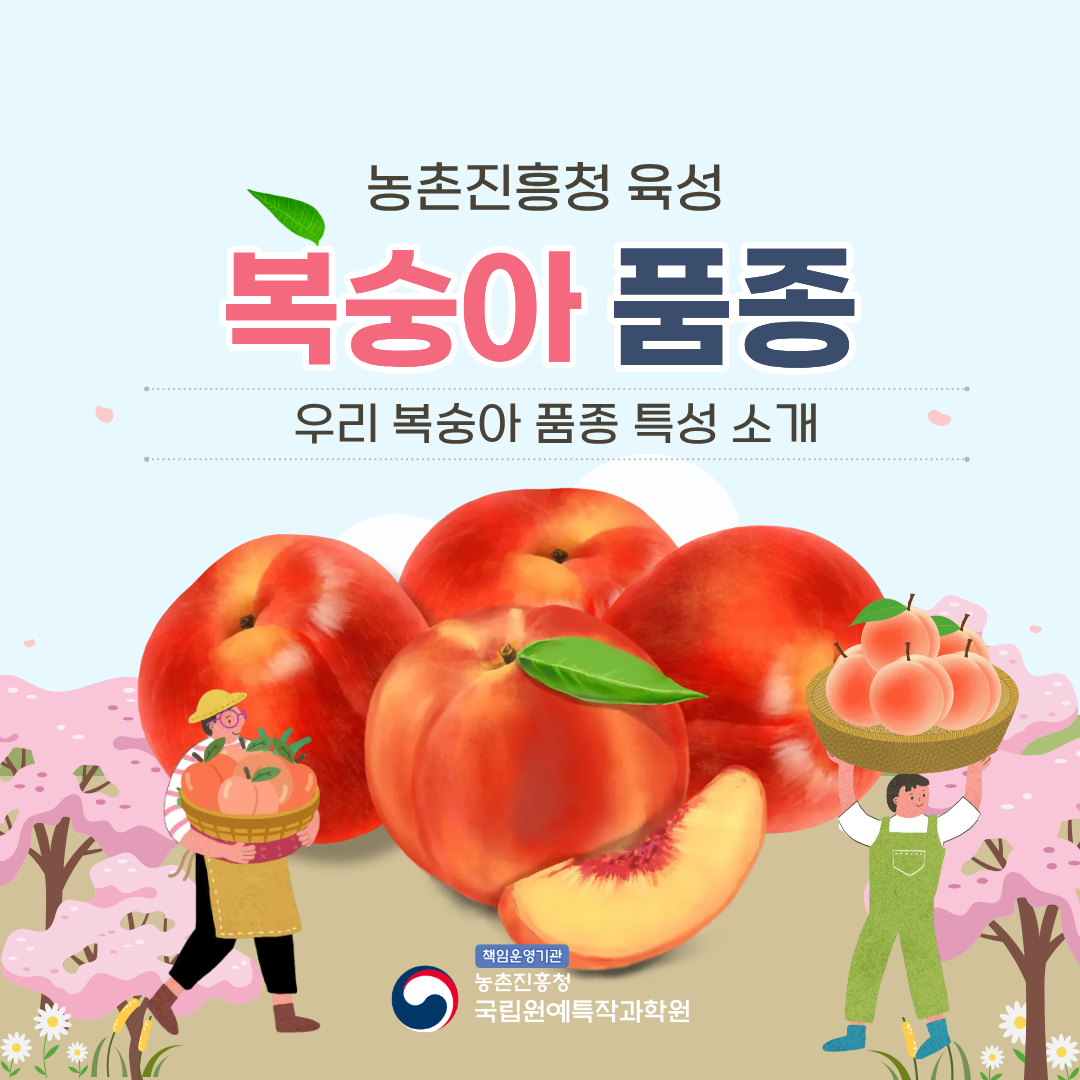 농촌진흥청 육성 복숭아 품종 우리 복숭아 품종 특성 소개 