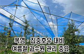 폭염·집중호우 대비, 여름철 과수원 관리 중요 