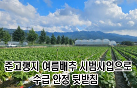 준고랭지 여름배추 시범사업으로 수급 안정 뒷받침 
