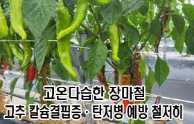 고온다습한 장마철, 고추 칼슘결핍증·탄저병 예방 철저히