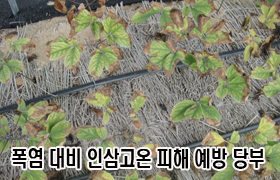 폭염 대비 인삼 고온 피해 예방 당부 