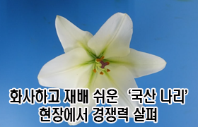 화사하고 재배 쉬운 ‘국산 나리’ 현장에서 경쟁력 살펴 