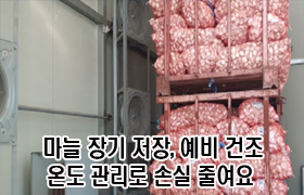 “마늘 장기 저장, 예비 건조·온도 관리로 손실 줄여요” 