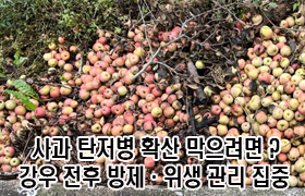 사과 탄저병 확산 막으려면? 강우 전후 방제·위생 관리 집중 