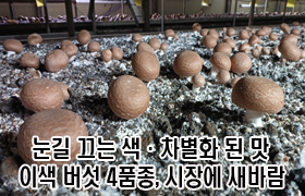눈길 끄는 색·차별화된 맛…이색 버섯 4품종, 시장에 새바람 