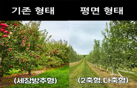 사과 재배, 이제는 평면형이 대세?