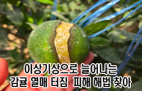 이상기상으로 늘어나는 감귤 열매 터짐 피해 해법 찾아
