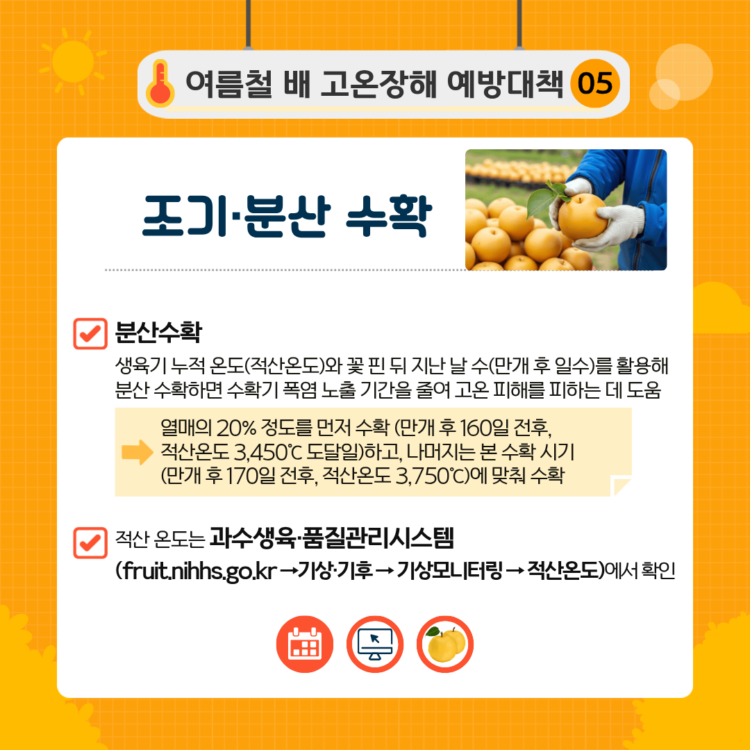 여름철 배 고온장해 예방대책 05 조기·분산 수확 분산수확 생육기 누적온도(적산온도)와 꽃 핀 뒤 지난 날 수(만개 후 일수)를 활용해 분산 수확하면 수확기 폭염 노출 기간을 줄여 고온 피해를 피하는 데 도움 열매의 20%정도를 먼저 수확(만개 후 160일 전후, 적산온도 3,450℃도달일)하고, 나머지는 본 수확 시기(만개 후 170일 전후, 적산온도 3,750℃)에 맞춰 수확 적산 온도는 과수생육·품질관리시스템 (fruit.nihhs.go.kr →기상·기후 →기상모니터링→적산온도)에서 확인 