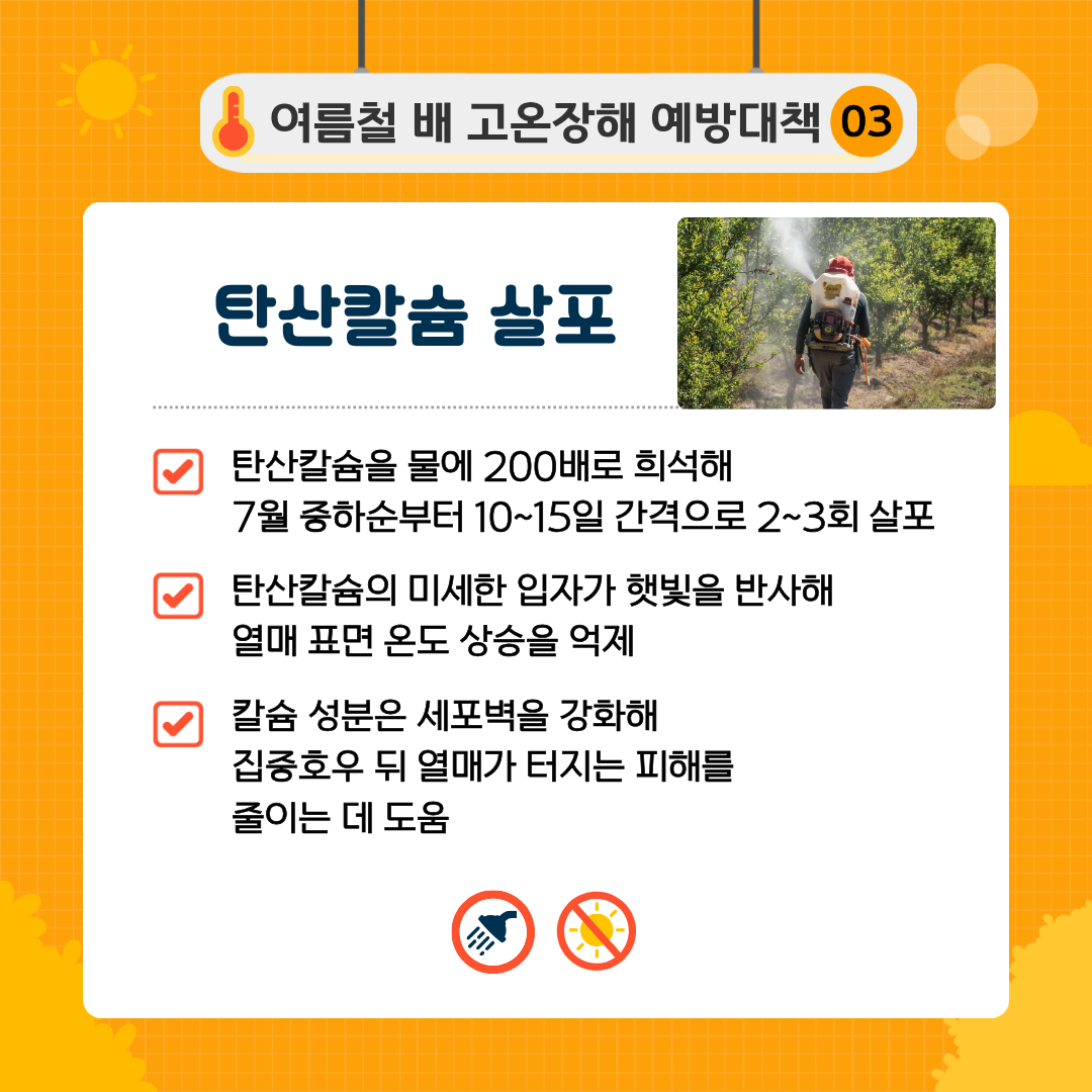 여름철 배 고온장해 예방대책 03 탄산칼슘 살포 탄산칼슘을 물에 200배로 희석해 7월 중하순부터 10~15일 간격으로 2~3회 살포 탄산칼슘의 미세한 입자가 햇빛을 반사해 열매 표면 온도 상승을 억제 칼슘 성분은 세포벽을 강화해 집중호우 뒤 열매가 터지는 피해를 줄이는 데 도움 