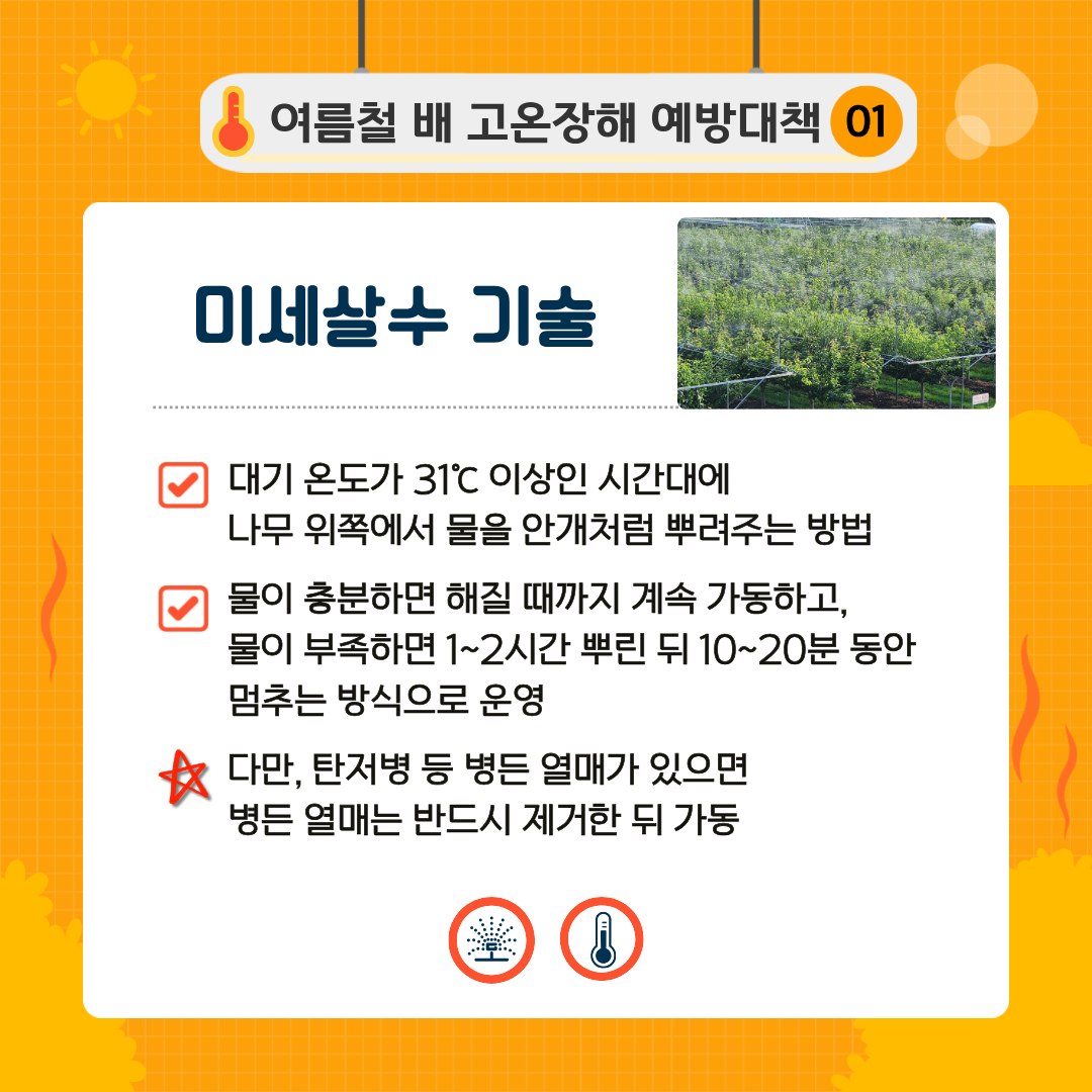 여름철 배 고온장해 예방대책 01 미세살수 기술 대기 온도가 31℃ 이상인 시간대에 나무 위쪽으로 물을 안개처럼 뿌려주는 방법 물이 충분하면 해질 때까지 계속 가동하고, 물이 부족하면 1~2시간 뿌린 뒤 10~20분 동안 멈추는 방식으로 운영 다만, 탄저병 등 병든 열매가 있으면 병든 열매는 반드시 제거한 뒤 가동 