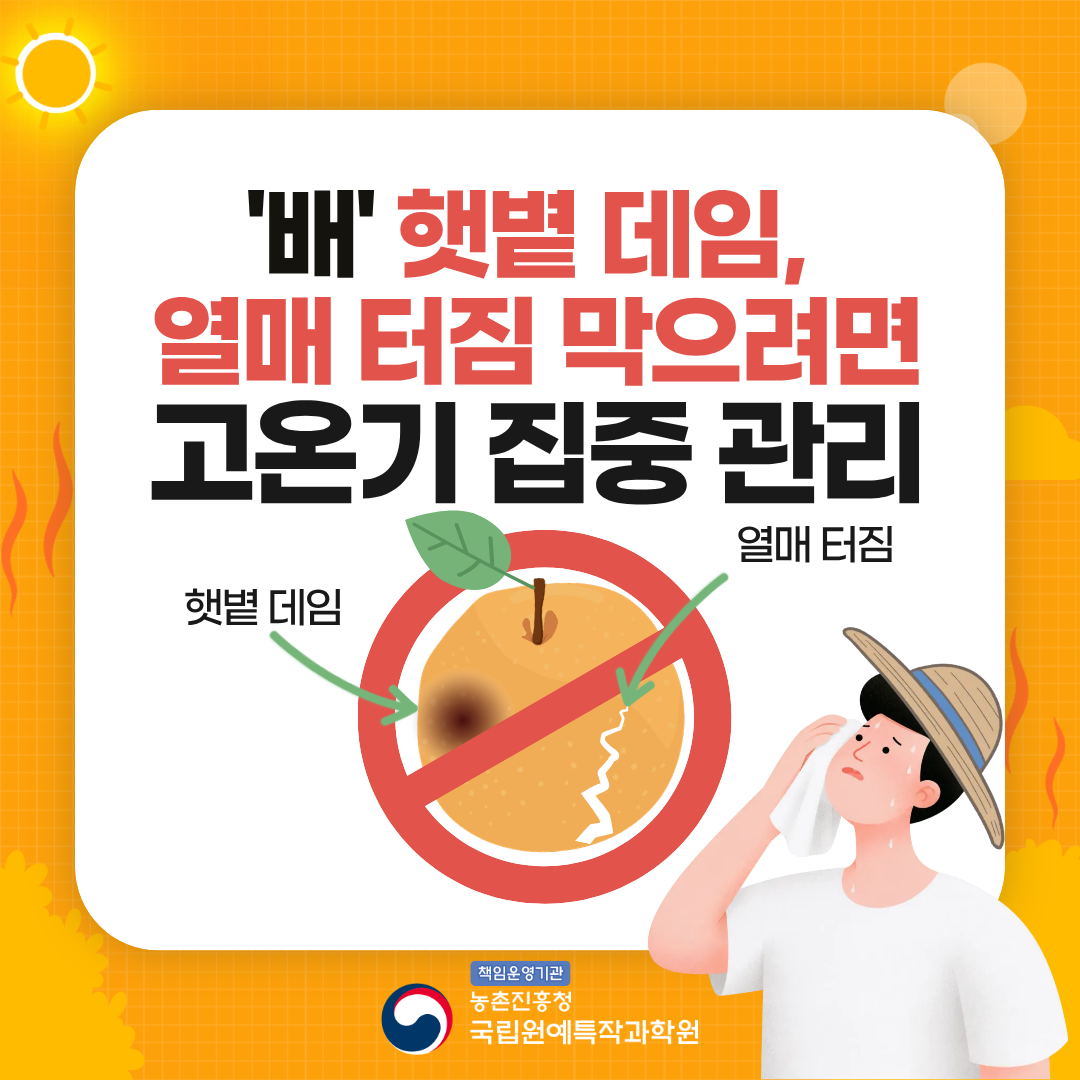 '배' 햇볕 데임, 열매 터짐 막으려면 고온기 집중 관리 