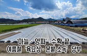 ‘마늘·양파’ 수확 끝, 여름철 ‘육묘상·본밭 소독’ 당부 