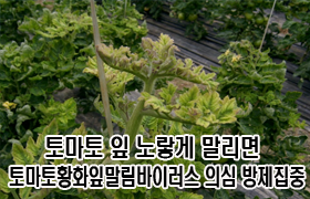 토마토 잎 노랗게 말리면, ‘토마토황화잎말림바이러스’ 의심, 방제 집중 