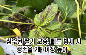 침수된 딸기 모종, 빠른 방제 시 생존율 2배 이상 높아