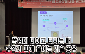 폭염에 데이고 터지는 배…수확기 피해 줄이는 기술 공유 