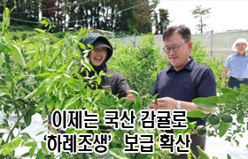 이제 국산 감귤로…‘하례조생’ 보급 확산 