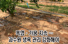 폭염·가뭄 지속…과수원 생육 관리 강화해야