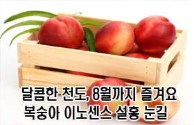 달콤한 천도, 8월까지 즐겨요…복숭아 ‘이노센스’·‘설홍’ 눈길 