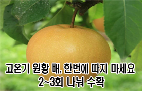 “고온기 ‘원황’ 배, 한 번에 따지 마세요” 2~3회 나눠 수확 