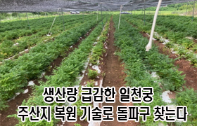생산량 급감한 일천궁, 주산지 복원 기술로 돌파구 찾는다 