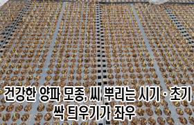 “건강한 양파 모종, 씨 뿌리는 시기·초기 싹 틔우기가 좌우” 