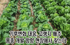 기후변화 대응, 고랭지 배추 품종 개발 방향 현장에서 찾는다