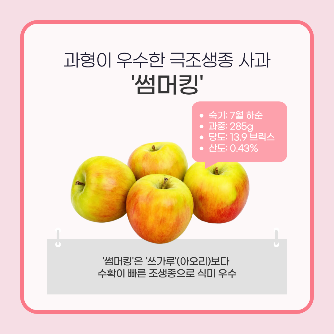 과형이 우수한 극조생종 사과 '썸머킹' 숙기:7월 하순 과중:285g 당도:13.9브릭스 산도:0.43% '썸머킹'은 '쓰가루'(아오리)보다 수확이 빠른 조생종으로 식미 우수