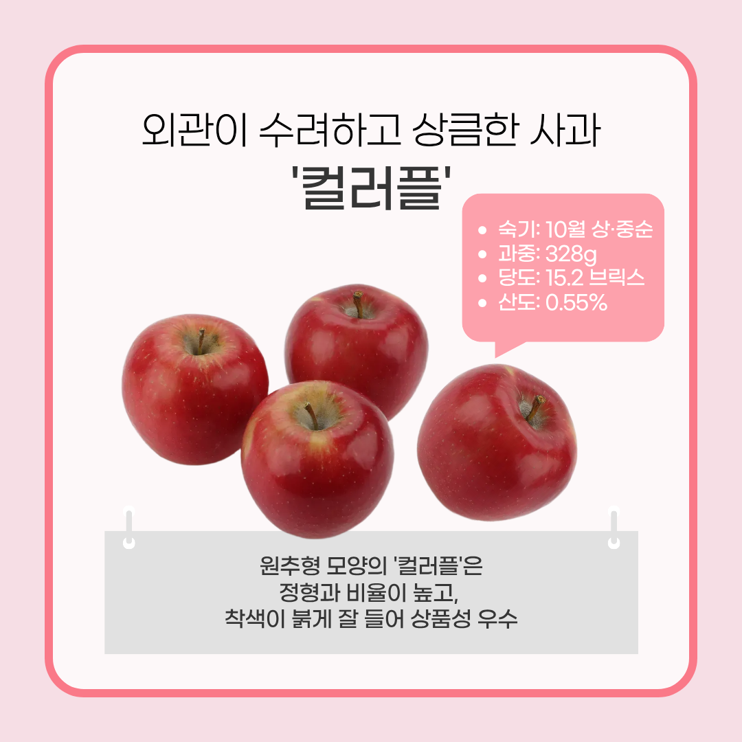 외관이 수려하고 상큼한 사과 '컬러플' 숙기: 10월 상·중순 과중:328g 당도:15.2브릭스 산도: 0.55% 원추형 모양의 '컬러플'은 정형과 비율이 높고, 착색과 붉게 잘 들어 상품성 우수 