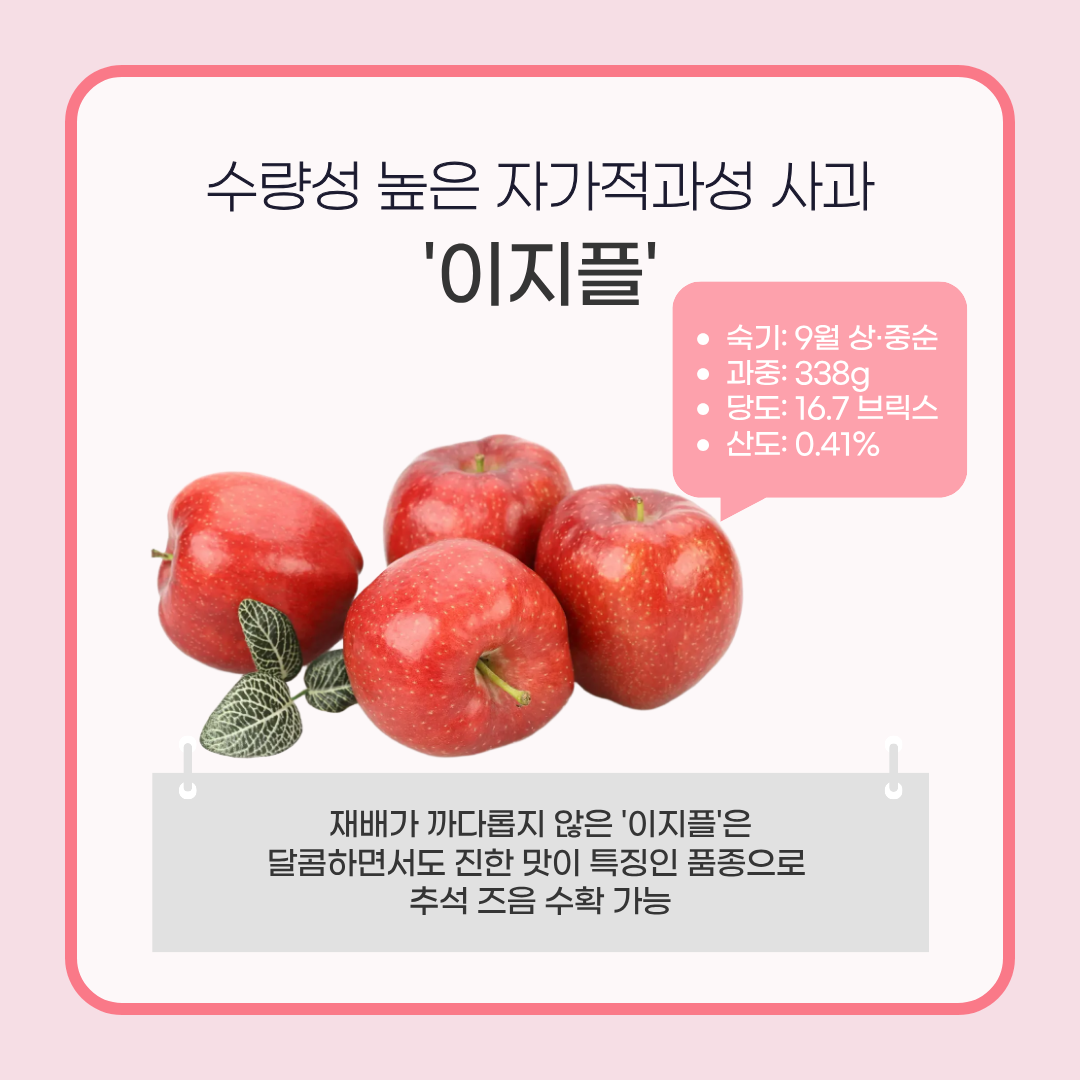 수량성이 높은 자가적과성 사과 '이지플' 숙기: 9월 상·중순 과중:338g 당도: 16.7브릭스 산도:0.41% 재배가 까다롭지 않은 '이지플'은 달콤하면서도 진한 맛이 특징인 품종으로 추석 즈음 수확 가능 