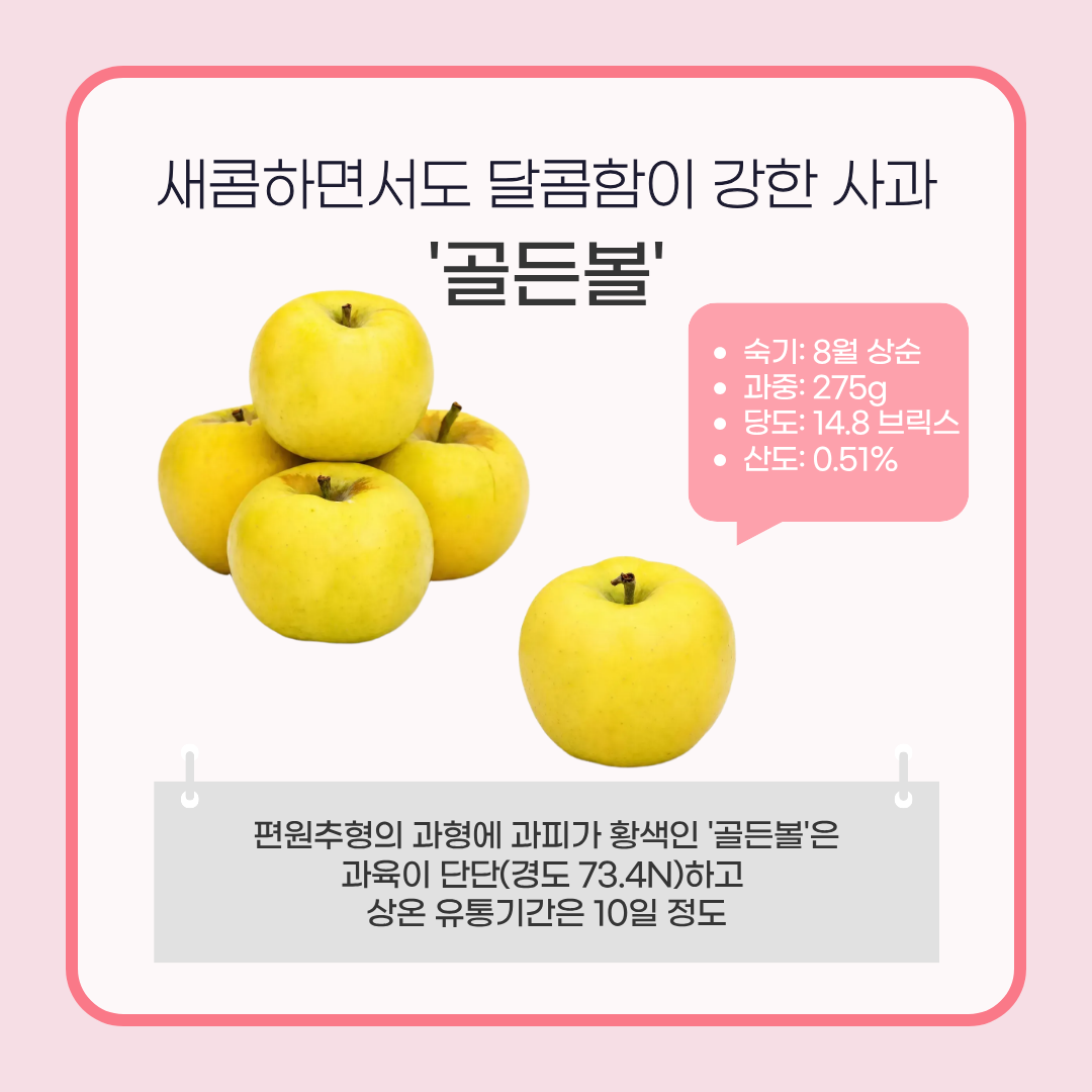 새콤하면서도 달콤함이 강한 사과 '골든볼 숙기: 8월 상순 과중: 275g 당도: 14.8브릭스 산도:0.51% 편원추형의 과형에 과피가 황색인 '골든볼'은 과육이 단단(경도 73.4N)하고 상온 유통기간은 10일 정도 