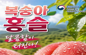 복숭아계 신상🔥 예쁘고 쫀득한 황도 복숭아 ‘홍슬’!  