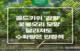 골드키위 ‘감황’, 꽃봉오리 모양 달라져도 수확량은 안정적