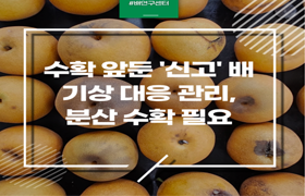 수확 앞둔 ‘신고’ 배, 기상 대응 관리·분산 수확 필요 