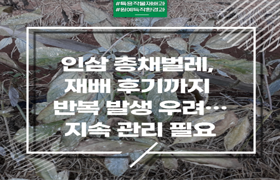 인삼 총채벌레, 재배 후기까지 반복 발생 우려…지속 관리 필요