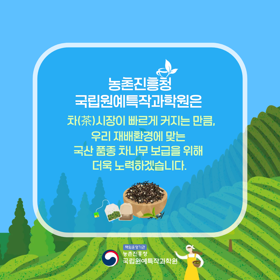  농촌진흥청 국립원예특작과학원은 차(茶) 시장이 빠르게 커지는 만큼, 우리 재배환경에 맞는 국산 품종 차나무 보급을 위해 더욱 노력하겠습니다. 