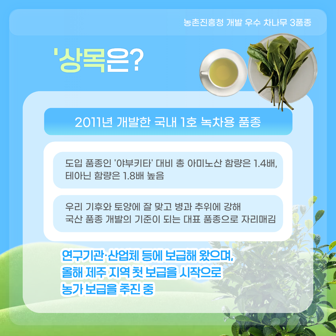 농촌진흥청 개발 우수 차나무 3품종 '상목'은? 2011년 개발한 국내 1호 녹차용 품종 도입 품종인 '야부키타' 대비 총 아미노산 함량은 1.4배, 태아닌 함량은 1.8배 높음 우리 기후와 토양에 잘 맞고 병과 추위에 강해 국산 품종 개발의 기준이 되는 대표 품종으로 자리매김 연구기관·산업체 등에 보급해 왔으며, 올해 제주 지역 첫 보급을 시작으로 농가 보급을 추진 중 