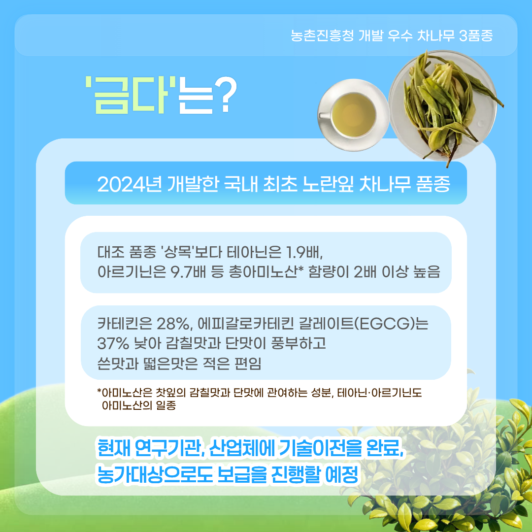 농촌진흥청 개발 우수 차나무 3품종 '금다'는? 2024년 개발한 국내 최초 노란잎 차나무 품종 대조 품종 '상목'보다 테아닌은 1.9배, 아르기닌은 9.7배 총아미노산*함량이 2배 이상 높음 카테킨은 28%, 에피갈로카테킨 갈레이트(EGCG)는 37% 낮아 감칠맛과 단맛이 풍부하고 쓴맛과 떫은맛은 적은 편임 *아미노산은 찻잎과 감칠맛과 단맛에 관여하는 성분, 테아닌·아르기닌도 아미노산의 일종 현재 연구기관, 산업체에 기술이전을 완료, 농가대상으로도 보급을 진행할 예정 