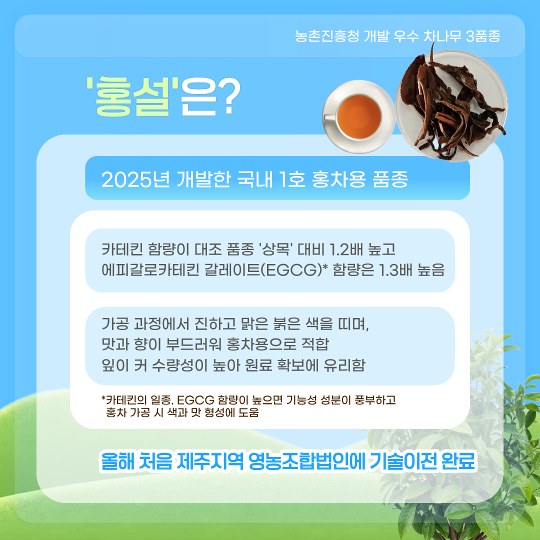 농촌진흥청 개발 우수 차나무 3품종 '홍설'은? 2025년 개발한 국내 1호 홍차용 품종 카테킨 함량이 대조 품종 '상목' 대비 1.2배 높고 에피갈로카테킨 갈레이트(EGCG)* 함량은 1.3배 높음 가공 과정에서 진하고 맑은 붉은 색을 띠며, 맛과 향이 부드러워 홍차용으로 적합 잎이 커 수량성이 높아 원료 확보에 유리함 *카테킨의 일종 EGCG 함량이 높으면 기능성 성분이 풍부하고 홍차 가공시 색과 맛 형성에 도움 올해 처음 제주지역 영농조합법인에 기술이전 완료 
