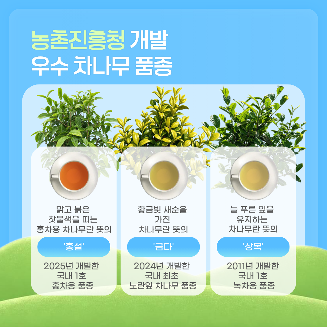 농촌진흥청 개발 우수 차나무 품종 맑고 붉은 찻물색을 띠는 홍차용 차나무란 뜻의 '홍설' 2025년 개발한 국내 1호 홍차용 품종 황금빛 새순을 가진 차나무란 뜻의 '금다' 2024년 개발한 국내 최초 노란잎 차나무 품종 늘 푸른 잎을 유지하는 차나무란 뜻의 '상목' 2011년 개발한 국내 1호 녹차용 품종 