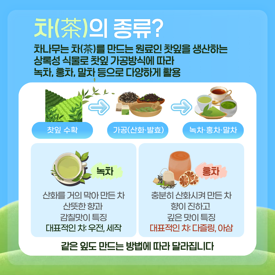 차(茶)의 종류? 차나무는 차(茶)를 만드는 원료인 찻잎을 생산하는 상록성 식물로 찻잎 가공방식에 따라 녹차, 홍차, 말차 등으로 다양하게 활용 찻잎 수확 →가공(산화·발효) → 녹차·홍차·말차 녹차 산화를 거의 막아 만든 차 산뜻한 향과 감칠맛이 특징 대표적인 차 :우전, 세작 홍차 충분히 산화시켜 만든 차 향이 진하고 깊은 맛이 특징 대표적인 차:다즐링, 아삼 같은 잎도 만드는 방법에 따라 달라집니다. 