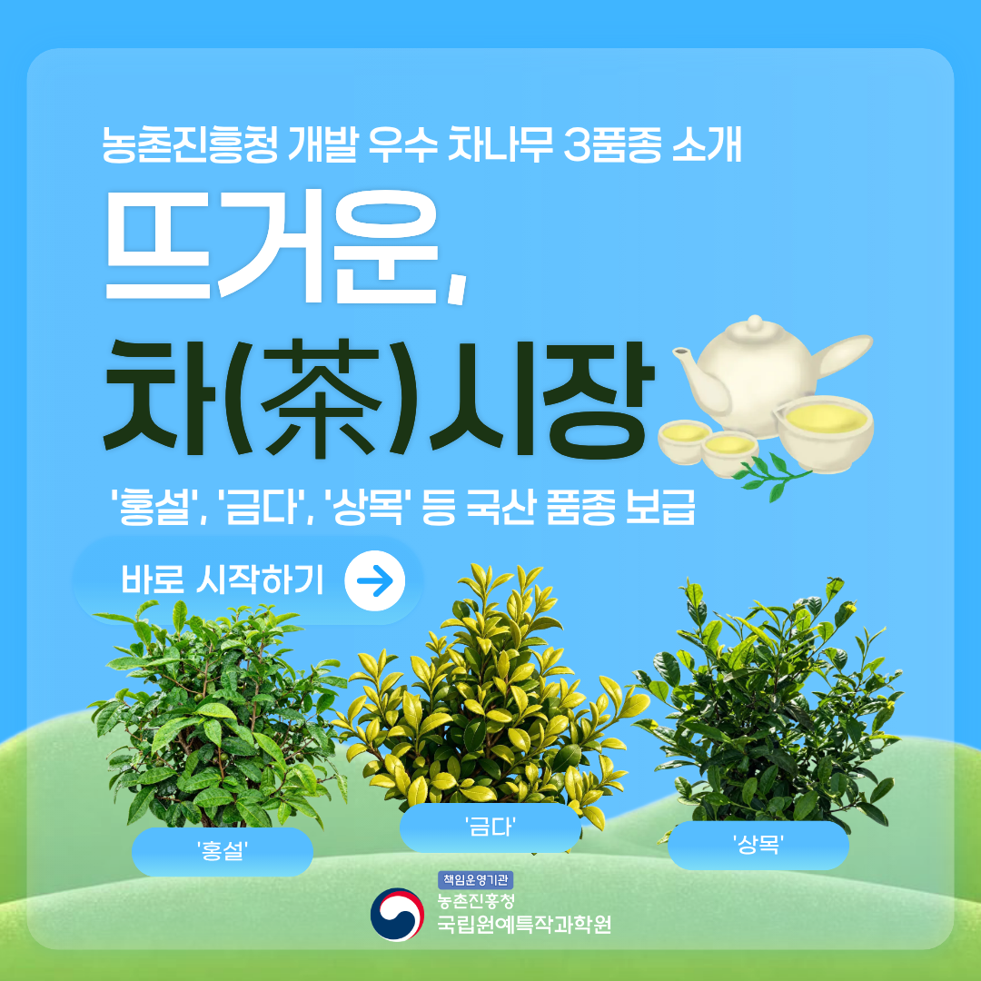 농촌진흥청 개발 우수 차나무 3품종 소개 뜨거운, 차(茶) 시장 '홍설', '금다', '상목' 등 국산 품종 보급 바로 시작하기 