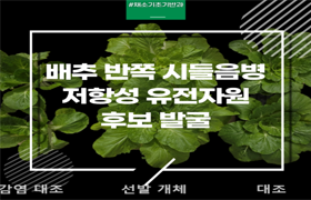 배추 반쪽시들음병 저항성 유전자원 후보 발굴